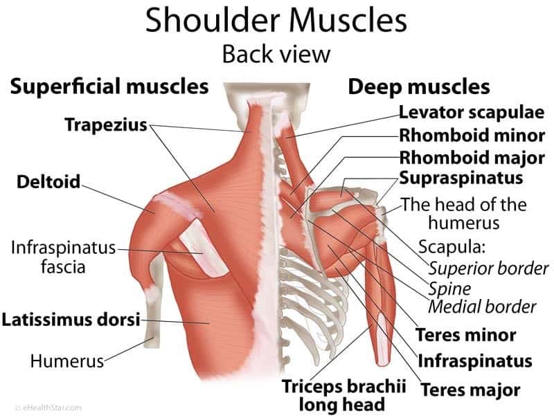 Understanding Shoulder Abduction Axials: A Practical Guide