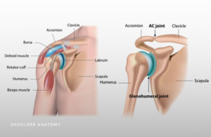 The Shoulder Girdle: Function & Issues